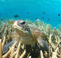 Coral Bay 3-Hour Turtle Ecotour - Australia Accommodation