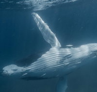 Humpback Whale Safari - Australia Accommodation