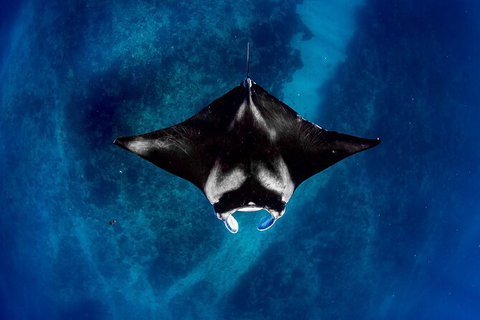 Life On Ningaloo Swimming Tour In Exmouth - Australia Accommodation 3