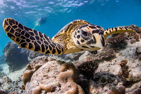 Life On Ningaloo Swimming Tour In Exmouth - Australia Accommodation 1