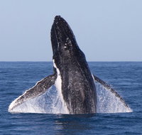 Full-Day Whale Watching Snorkeling and Swimming at Coral Bay - Australia Accommodation