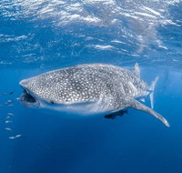 Whale Shark Adventure Tour - Australia Accommodation