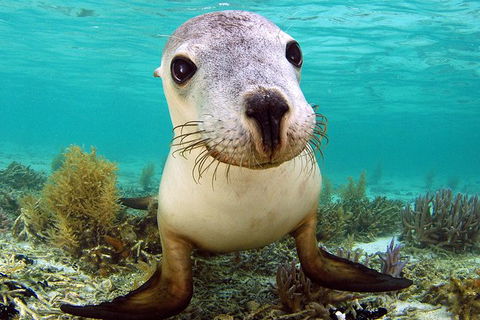 Abrolhos Islands 5 Day Tours - Australia Accommodation 6