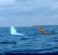 Whale Watching boat tour in Geraldton - Australia Accommodation