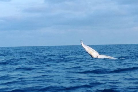 Whale Watching Boat Tour In Geraldton - Australia Accommodation 0