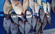 Geraldton Fishing Charter - thumb 7