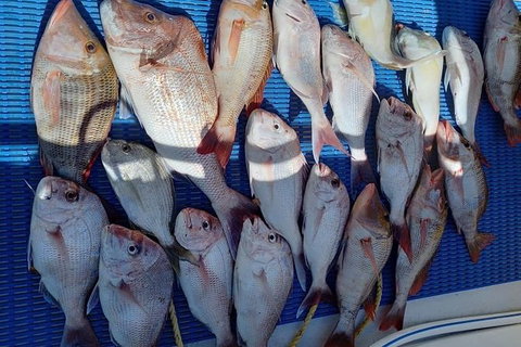 Geraldton Fishing Charter - Australia Accommodation 7