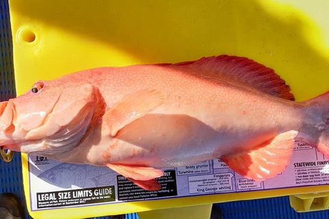 Geraldton Fishing Charter - Australia Accommodation 13
