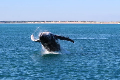 AOC Broome Whale Watching - Australia Accommodation 3