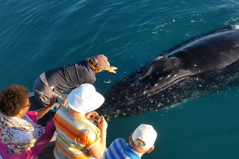 AOC Broome Whale Watching - Australia Accommodation 0
