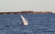 AOC Broome Whale Watching - thumb 2