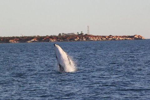 AOC Broome Whale Watching - Australia Accommodation 2
