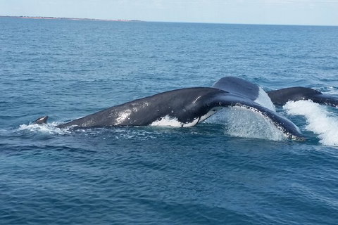 AOC Broome Whale Watching - Australia Accommodation 1