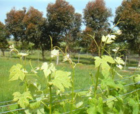 Barwon Ridge Wines - Australia Accommodation 0