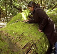 Washpool National Park - Washpool Walk - Australia Accommodation