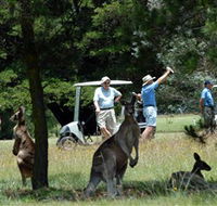 Glen Innes Golf Club - Australia Accommodation