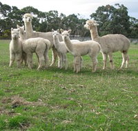 Blackgate Lodge Alpaca Stud - Australia Accommodation