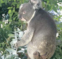 Whiteman Park - Australia Accommodation