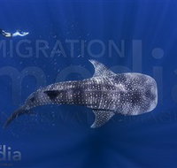 Migration Media - Australia Accommodation
