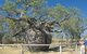 Boab Prison Tree - thumb 0