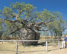 Boab Prison Tree - Australia Accommodation 0