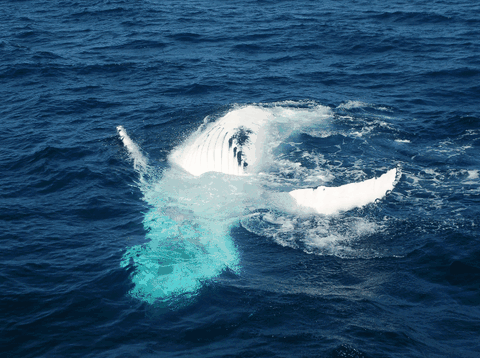 Dolphin Wild Cruises - Australia Accommodation 0