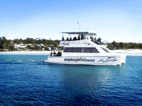 Dolphin Wild Cruises - Australia Accommodation 1