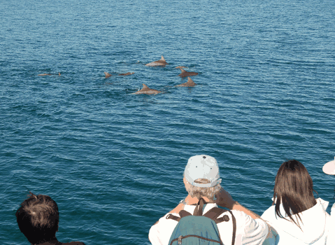 Dolphin Wild Cruises - Australia Accommodation 3