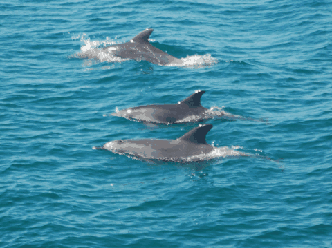 Dolphin Wild Cruises - Australia Accommodation 5