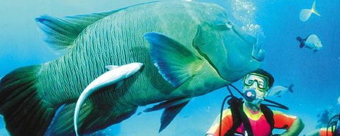 Aristocat Snorkel And Scuba Port Douglas - Australia Accommodation 0