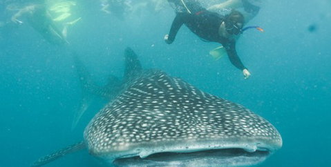 Aristocat Snorkel And Scuba Port Douglas - Australia Accommodation 1