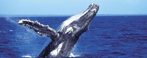 Aristocat Snorkel And Scuba Port Douglas - Australia Accommodation 2