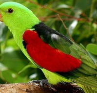 Birdworld Kuranda - Australia Accommodation