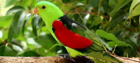 Birdworld Kuranda - Australia Accommodation 0