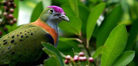 Birdworld Kuranda - Australia Accommodation 1