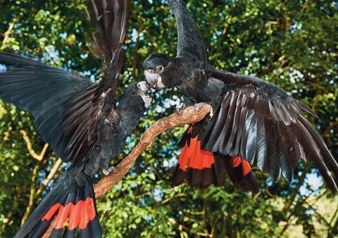 Birdworld Kuranda - Australia Accommodation 2