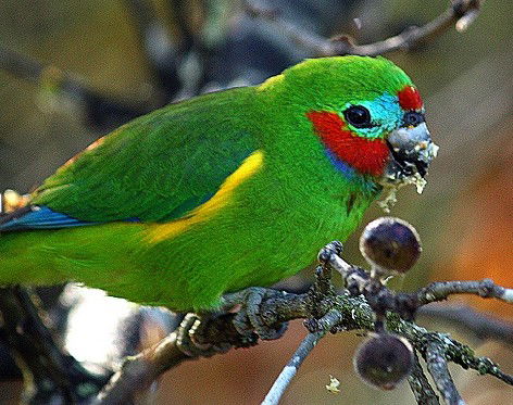Birdworld Kuranda - Australia Accommodation 3
