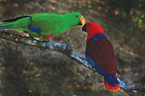 Birdworld Kuranda - Australia Accommodation 5