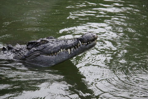 Daintree River Cruise Centre - Australia Accommodation 1