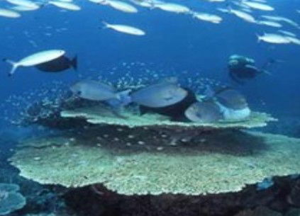 Deep Sea Divers Den - Australia Accommodation 2