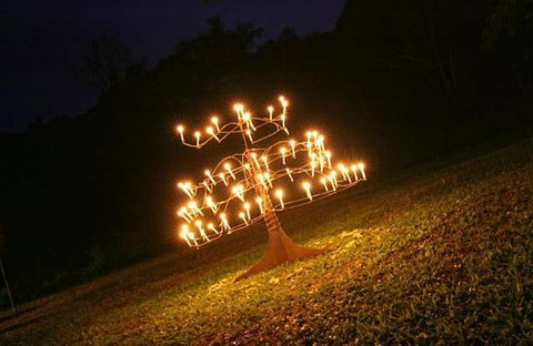 Flames Of The Forest - Australia Accommodation 4