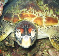 Adrenalin Snorkel and Dive - Australia Accommodation