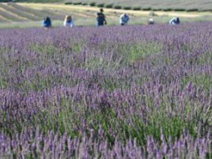 Aloomba Lavender - Australia Accommodation 1