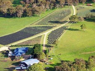 Aloomba Lavender - Australia Accommodation 3