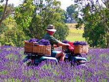 Aloomba Lavender - Australia Accommodation 4