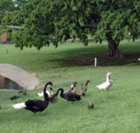 Anzac Park and Ululah Lagoon - Australia Accommodation