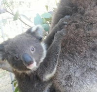 West Oz Wildlife Petting Zoos - Australia Accommodation