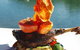 Shearwater Restaurant - thumb 2