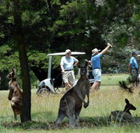 Glen Innes Golf Club - Australia Accommodation