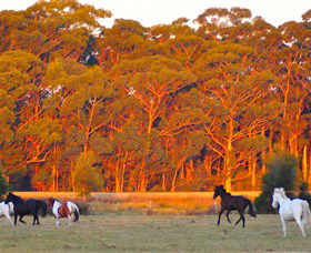 Horse Riding At Oaks Ranch And Country Club - Australia Accommodation 1